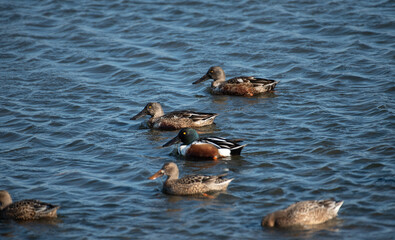 Northern Shoveler