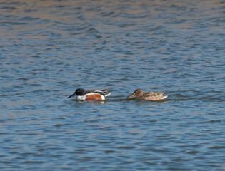 Northern Shoveler