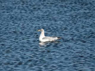 Ring BIlled Gull