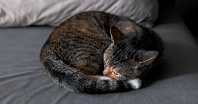 A close-up view of a cat curled up and slowly falling asleep.