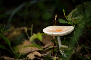 mushroom in the forest