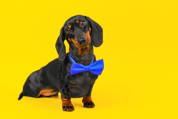 Cute dachshund puppy with blue bow-tied on its neck sits on hind legs innocently tilting its head to side, waiting for owner. Elegant dog in clothes looks reproachfully. Dress code for ceremony, party