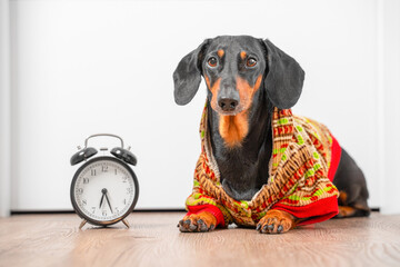 Adult dachshund dog in hoodie lies on floor next to retro alarm clock waiting for walk. Daylight...