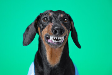 Portrait of elderly dachshund dog with wolf grin healthy white teeth, fangs. Rabies in dog,...