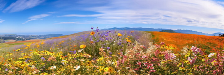   beautiful wild field with flowers ,blue sky and mountains on horizon,nature landscape