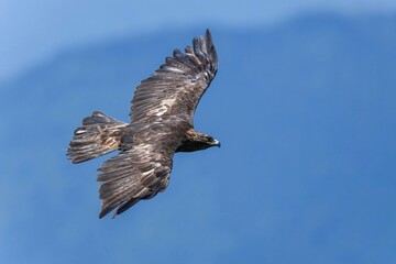 青い山並みをバックに悠然と飛ぶイヌワシ成鳥