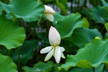 雨粒をまとって咲き始めた淡いピンクのハスの花