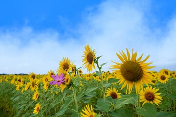 青空バックに見る満開のヒマワリとコスモスのコラボ情景