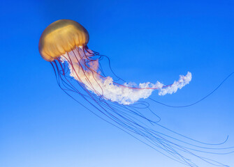 Orange jellyfish (Chrysaora fuscescens or Pacific sea nettle) in blue ocean water © leeyiutung