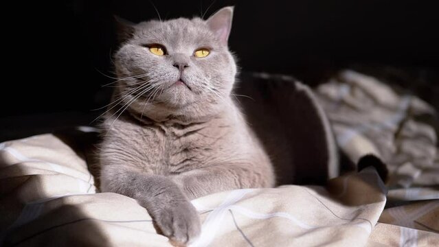 Portrait of a Gray Fluffy Cat Lying on a Bed in the Morning in Rays of Sunlight. Sleepy cat licks mouth with tongue, looks up, and wakes up. Black background, falling light from the window, shadow.