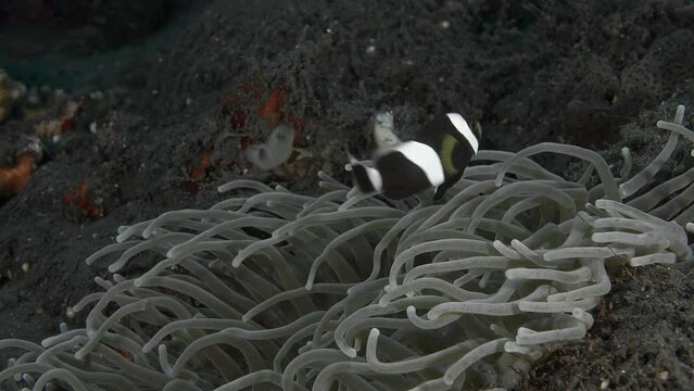 A small striped black and white fish swims next to the tentacles of an anemone growing at the bottom of the sea.
Saddleback Anemonefish (Amphiprion polymnus) Bali, 12 cm. White saddle, dark tail spot.