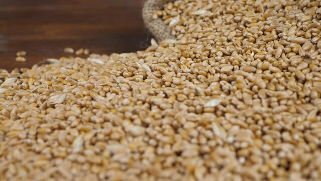 Pour wheat grains from bag on wooden surface. Harvest time activity. Rural agriculture summer. Healthy natural bio food concept. Organic certification, ecology. Rural scene. Quality assurance concept