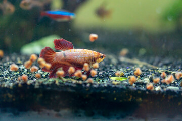 fish in home aquarium with