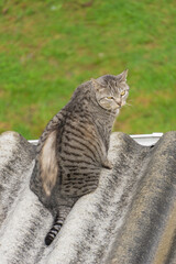  portrait of a beautiful chubby cat