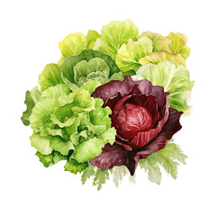 Red and cabbage with leaves