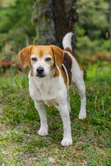 beagle dog portrait in farm