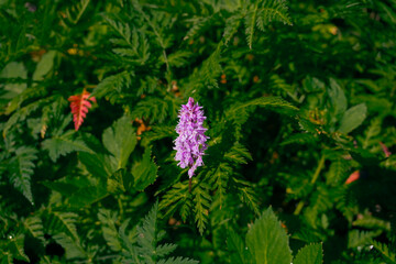 Fototapeta na wymiar Purple/Pink flower surrounded by leaves