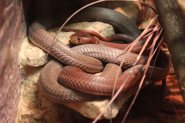 Close up of a snake