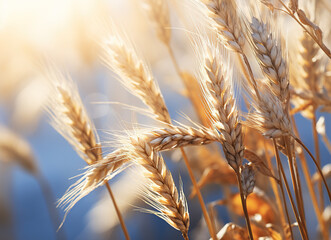 closeup on the wheat in summer - obrazy, fototapety, plakaty