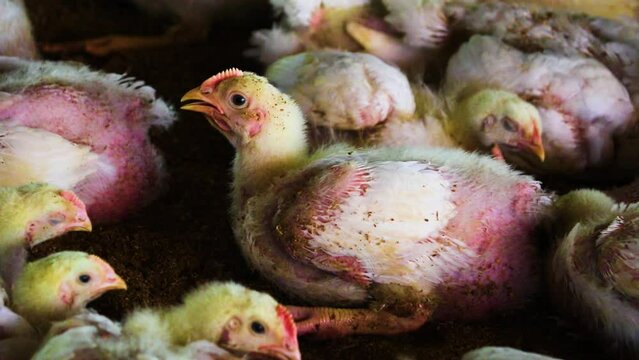 A group of chicken chicks in a poultry farm bunching together and waiting for food in Bangladesh