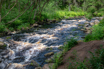 stream in the forest