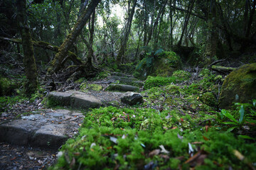 landscape portrait of a lush dark enchanted forest with lush mossy plants and ferns, along the three cape hike trail pathway in Tasmania Australia