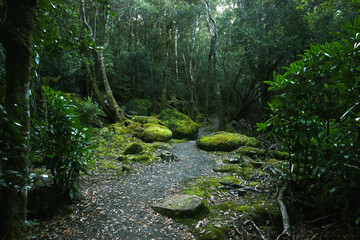 landscape portrait of a lush dark enchanted forest with lush mossy plants and ferns, along the three cape hike trail pathway in Tasmania Australia