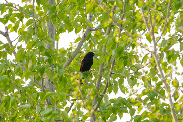 Red Winged Blackbird in a Tree