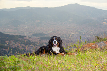 Portrait of a Bernese Mountain dog lying on the grass in a mountain side landscape, with mountains in the background and a city in the valley below. General view. - obrazy, fototapety, plakaty