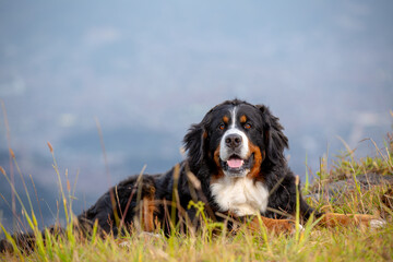 Close-up view of a big beautiful Bernese mountain dog, lying on the grass of a mountain landscape, staring at the camera.