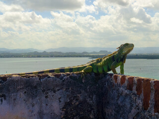 Iguana on the walll