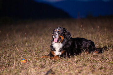 Portrait of a Bernese Mountain dog at dawn, lying on the grass of with his playing ball on the side.