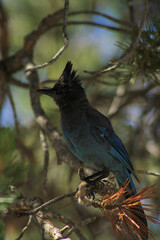 Starling on a branch