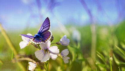 butterfly on a flower