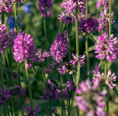 Group of purple flowers