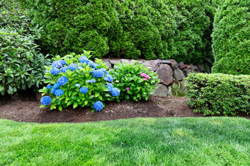 Colorful purple and pink hydrangea flower in bloom during early summer against stone retaining wall