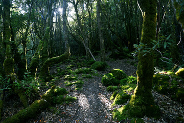 landscape portrait of a lush dark enchanted forest with lush mossy plants and ferns, along the three cape hike trail pathway in Tasmania Australia