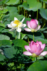 Obraz premium pink lotus flower
