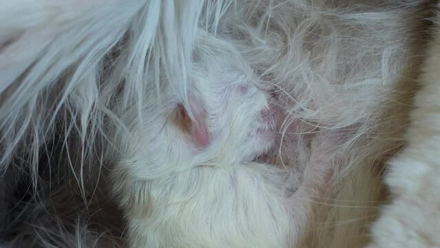 Wasting- Hungry new born kitten sucking breast milk intensively