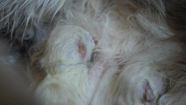 Breast feeding- New born one day old ragdoll cat kitten sucking milk