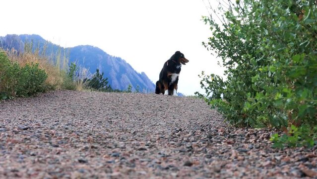 Keep Dogs Away from Snakes, Dog Staying Away from Snake, Trained Dog Near Snake, Dangerous Snakes and Dogs on Hikes