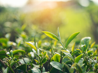 Fototapeta premium Green tea tree leaves field Fresh young tender bud herbal in farm on summer morning. Sunlight Green tea tree plant camellia sinensis in organic farm. Close up Tree tea plant green nature in morning