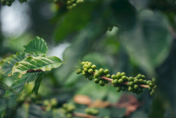 Fresh raw coffee bean green leaf bush ecology berry plant. Green coffee bean berry plant fresh raw...