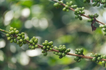 Close up Green seed berries harvest arabica coffee garden. Green coffee bean berry plant fresh raw seed coffee tree growth in eco organic farm. Fresh coffee bean green leaf bush ecology berry plant