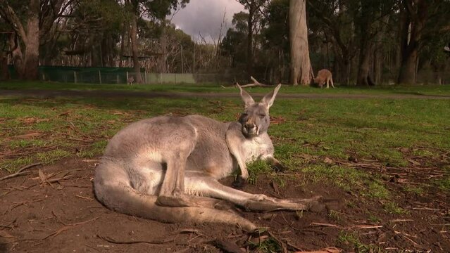 Large grey kangaroo sitting in the dirt looking at the camera
