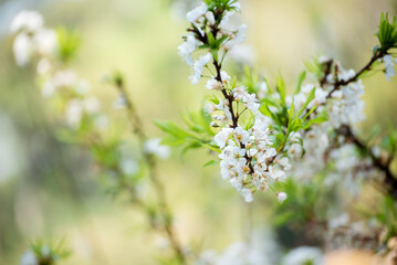 White Pastel flower floral soft nature blossom blurred background. White flowers romance botanical bloom spring season. Soft sunlight petals plant in beautiful garden. Romantic Backdrop template
