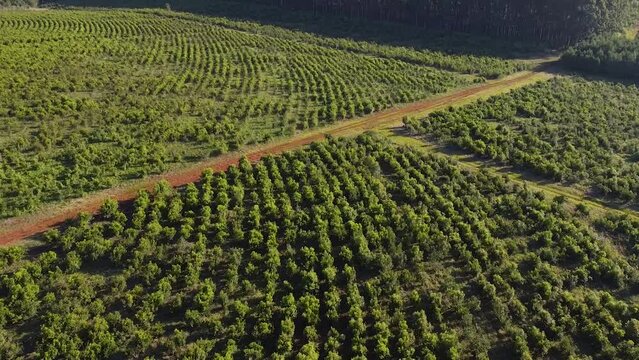 Cinematic aerial footage of the yerba mate fields in Misiones Jardin, America, Argentina, Drone