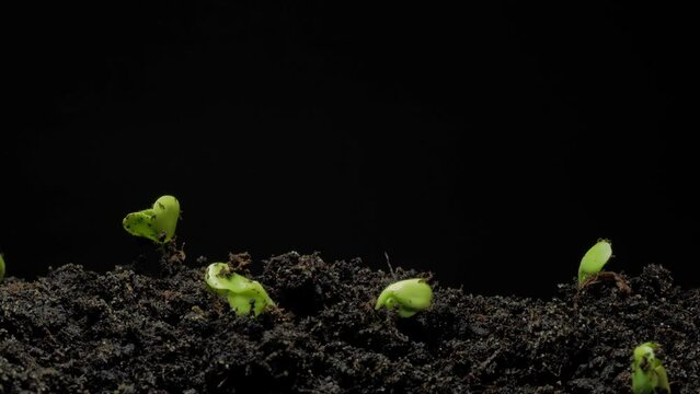 Small plants growing up in dirt under ground time lapse 4k footage.