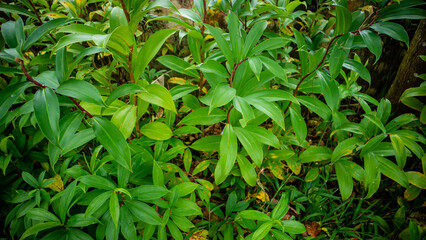beautiful and amazing green leaves
