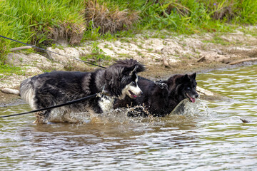 Siberian Husky enjoys playing in the water and mud on a hot summer day